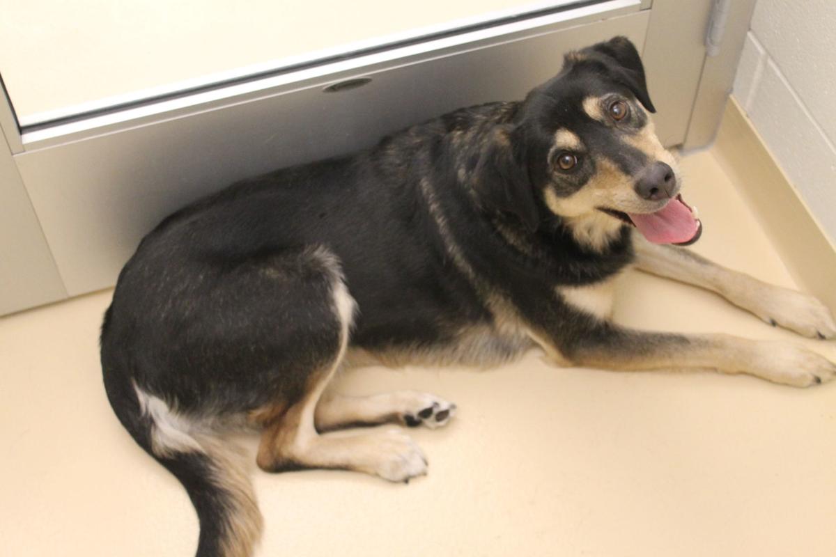 Pocatello Animal Shelter Pets of the Week Local