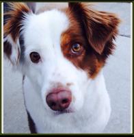 Reward offered in suspected poisoning of dog