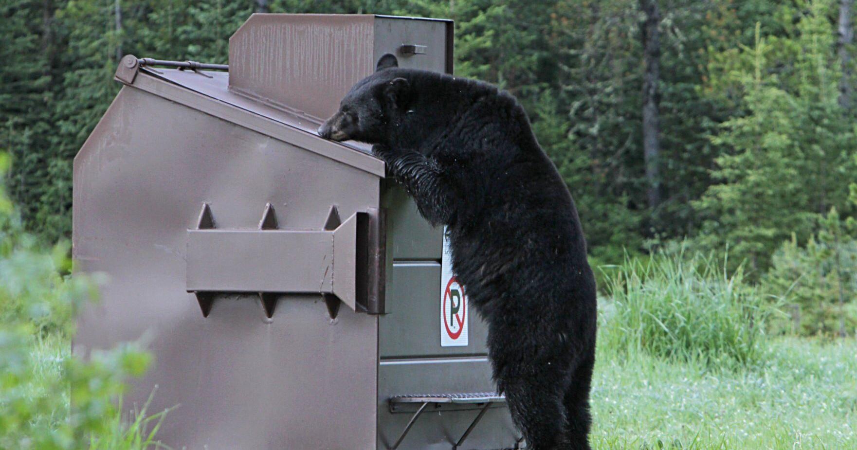 BESIEGED BY BLACK BEARS: Montana town struggling with people-friendly bruins that are entering vehicles, garages and homes - Vimarsana News