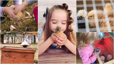 Hippity Chickity rentable chick, duckling kits