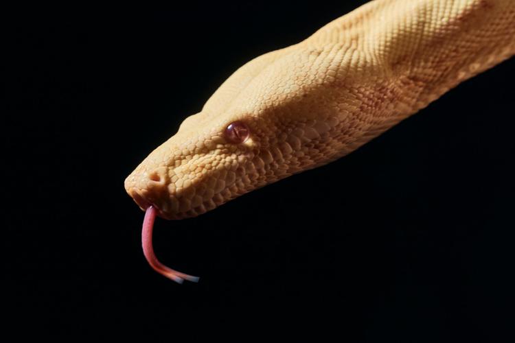Photos show snakes auditioning for a role at New York’s Metropolitan Opera