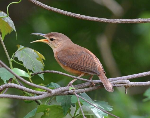 Grenada wren by David Hollie.jpg