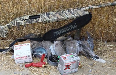 Misadventures while dove hunting