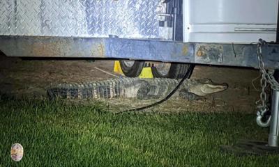 Alligator on loose
