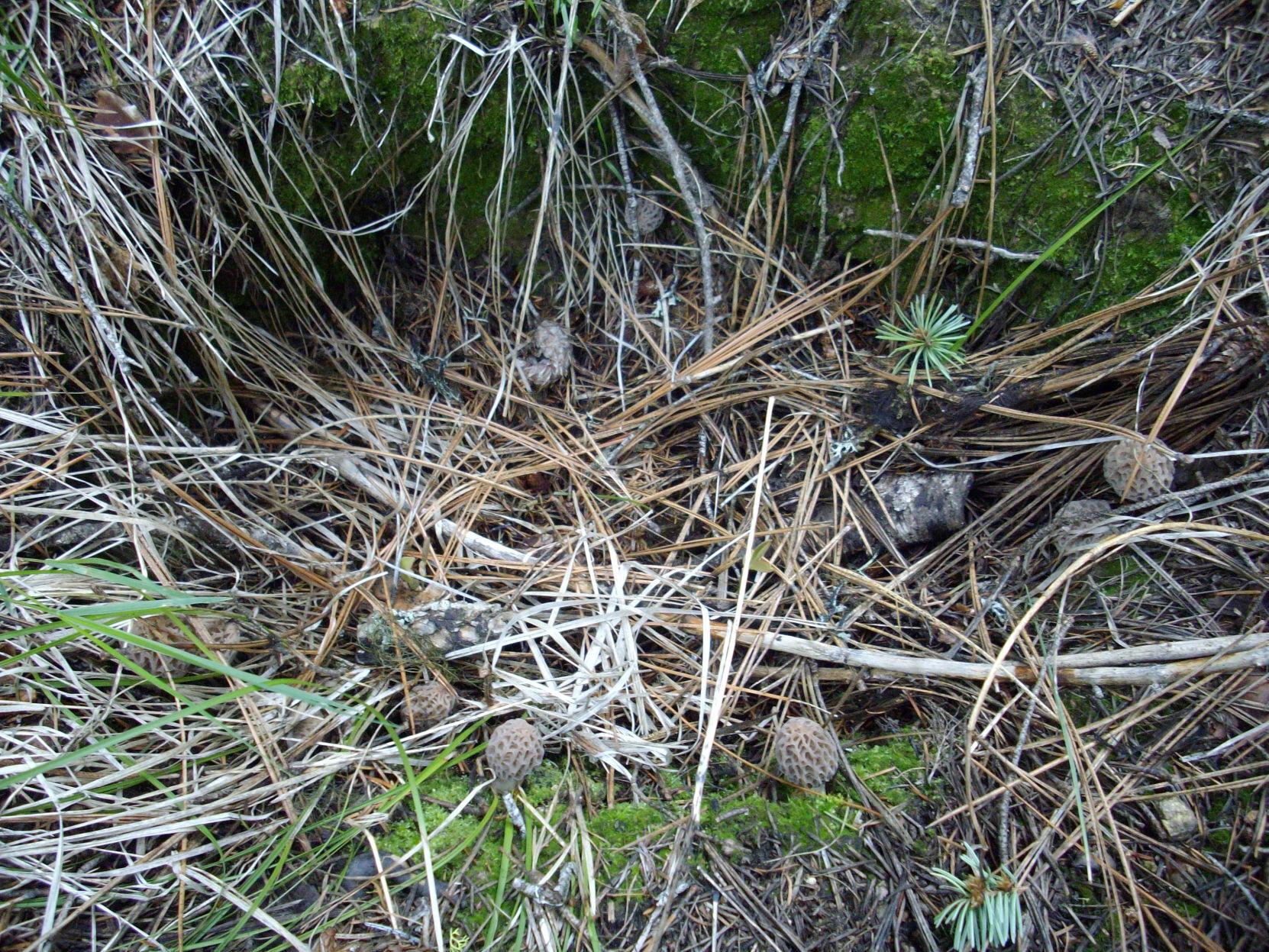 How To Clean Store And Cook Morel Mushrooms Free September E Edition Idahostatejournal Com