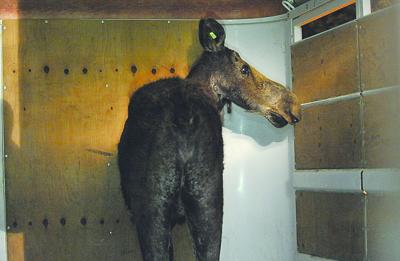 Cow moose