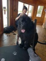 Island Park woman finds success with pet grooming business