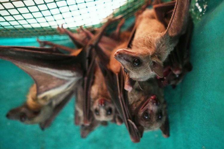 Italy Bats