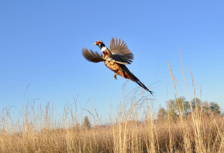 Sterling pheasant