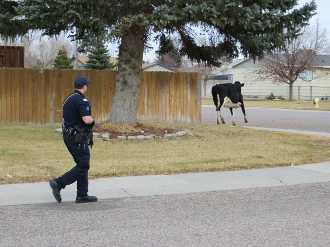 Police chase cow
