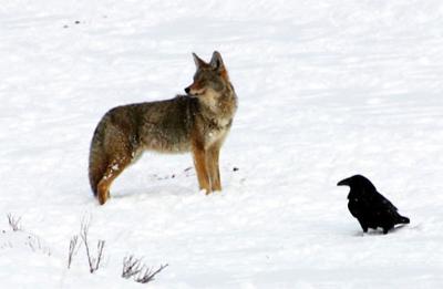 coyote