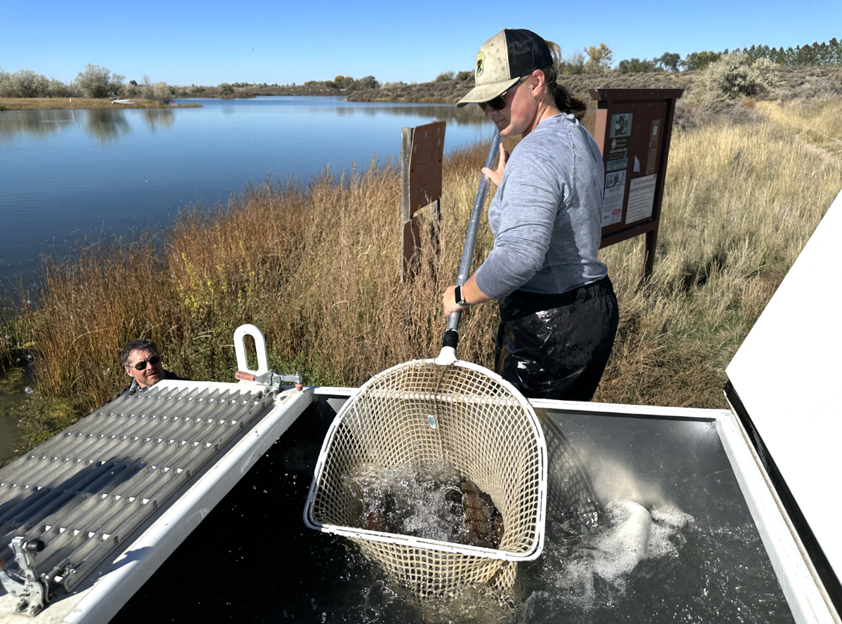 BIG rainbow trout stocked in several local lakes and ponds Local