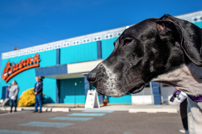Great Dane