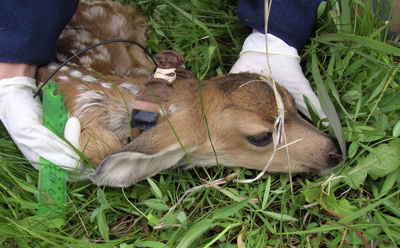 Fawn