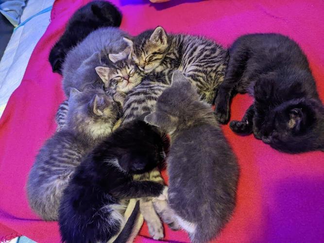Nine kittens rescued by local shelter volunteers after being left to ...