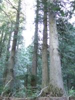 Grove of ancient cedars in Idaho to reopen after wildfire