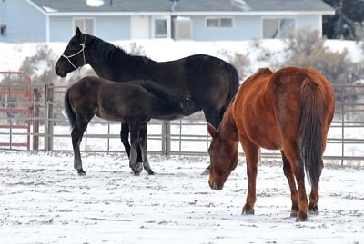 Horses