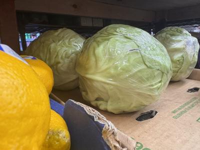 lettuce cyclosporiasis