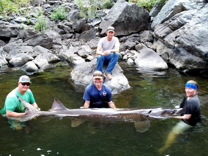 White sturgeon record (copy)