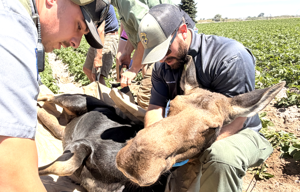 Fish and Game personnel remove moose from backyard near local freeway