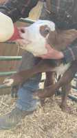 BEAUTY BEST AVOIDED: Idaho ranchers experience bad year for pretty wildflowers that cause ugly calves