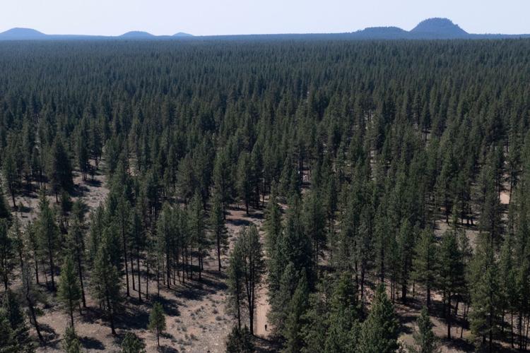 US-Forest Service Relocating