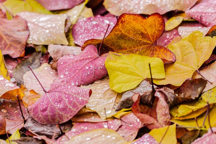 leaves