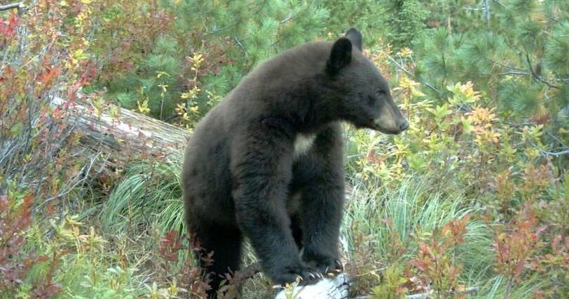 The bear that wouldn't stop breaking into Fremont County homes has been euthanized