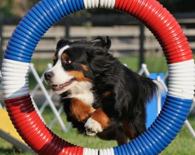 Lots of Bling — Handler takes Bernese dog to nationals ...