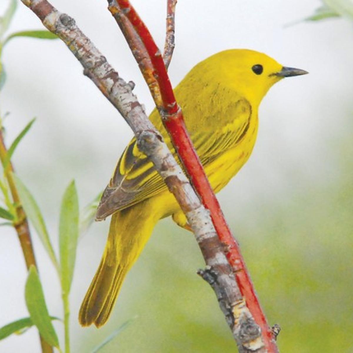 Warblers These Cheerful Yellow Birds Come Equipped With Powerful