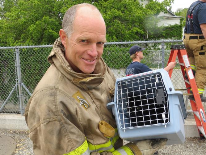 Cat rescue