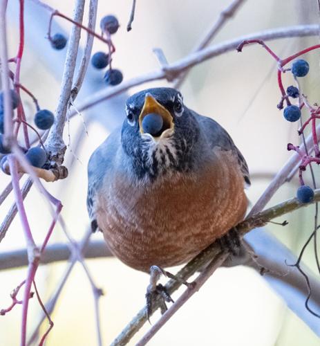American robin eating a Boston ivy berry by Terry Rich.jpg