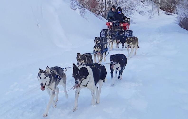 Dog sled 2