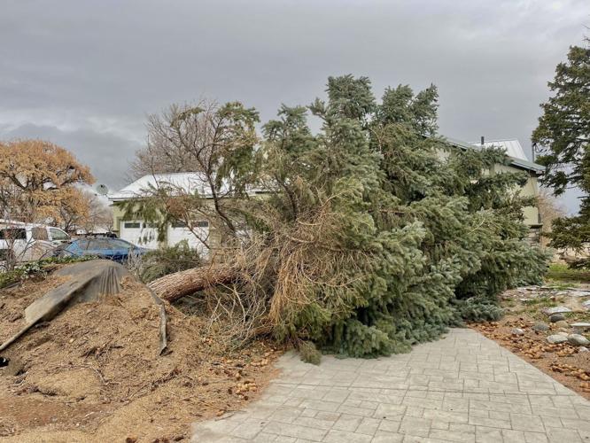 Tree fallen on Quinn