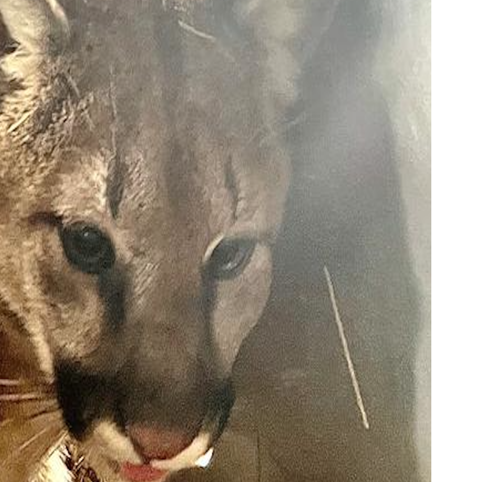 Is there a mountain lion roaming in South Jersey?
