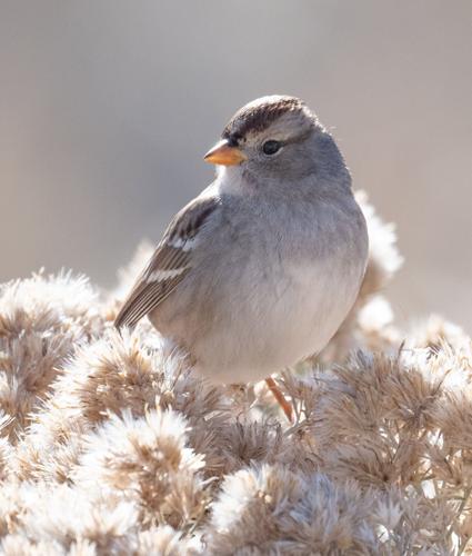 white-crowned sparrow eating rabbitbrush seeds.jpg