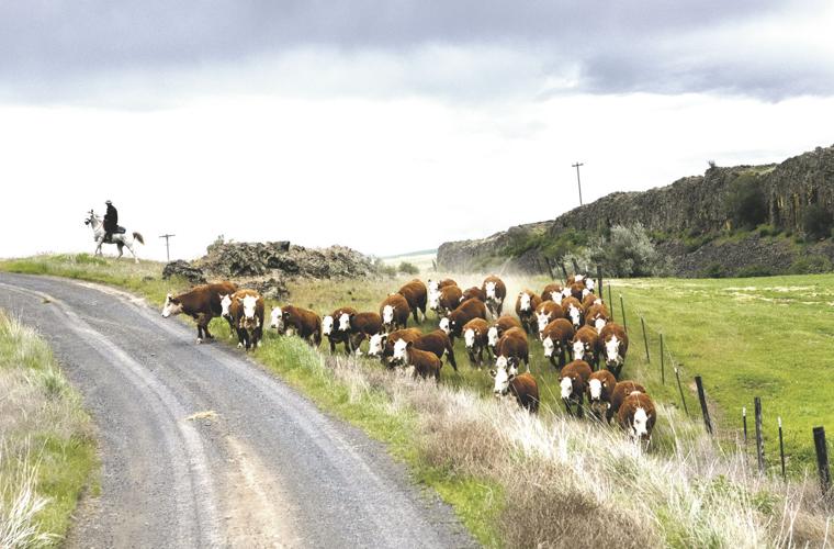 CATTLE_001_tt