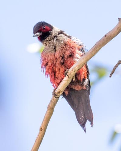 Lewis's woodpecker by Terry Rich.jpg
