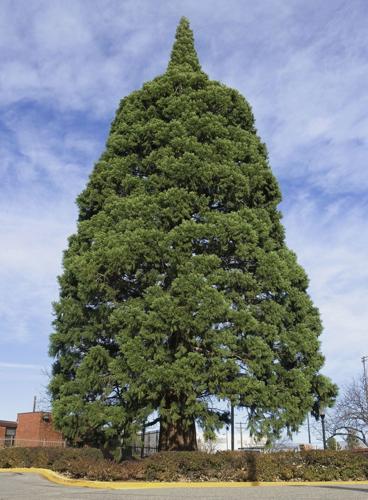 Sequoia Tree Moving