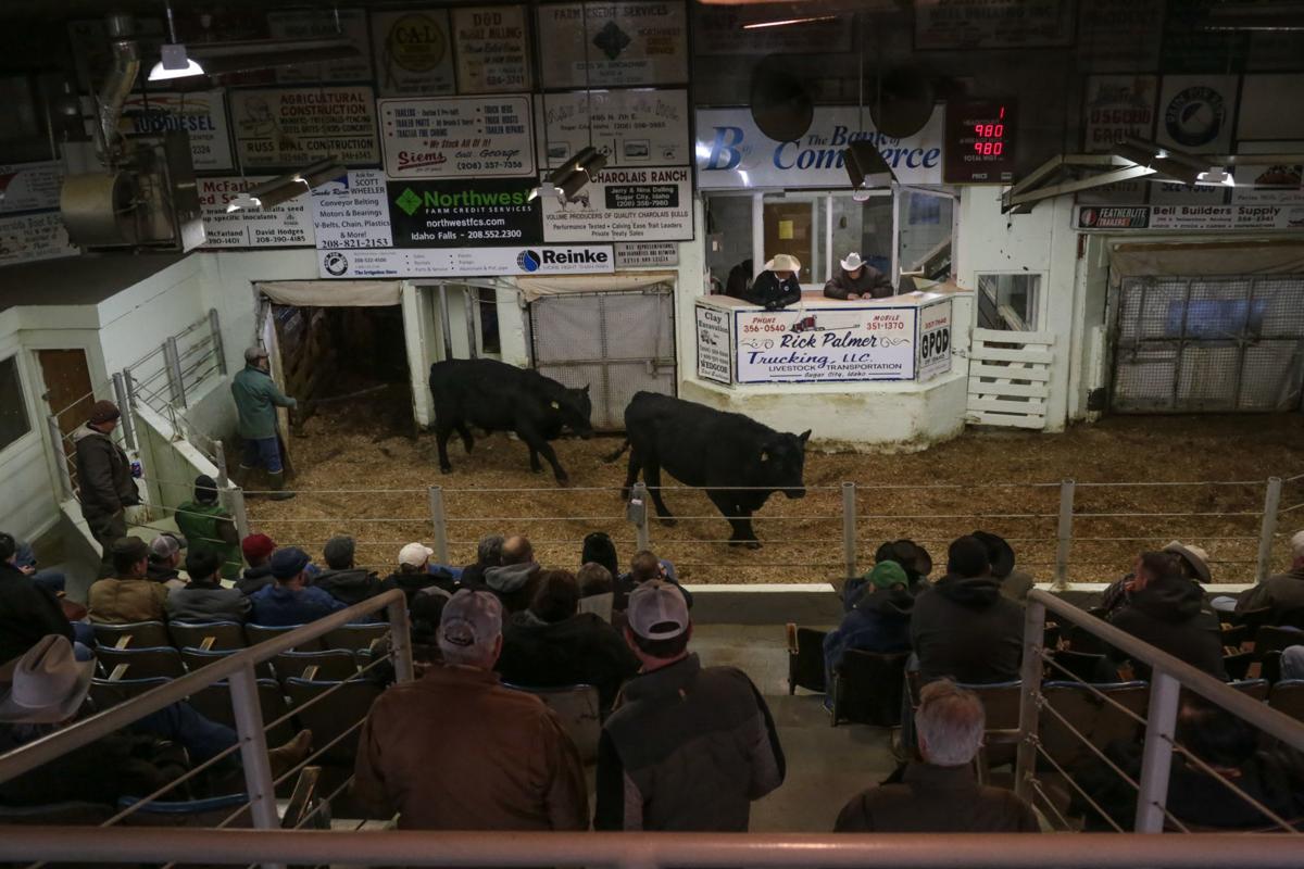 Photo Gallery Idaho Livestock Auction Sold News