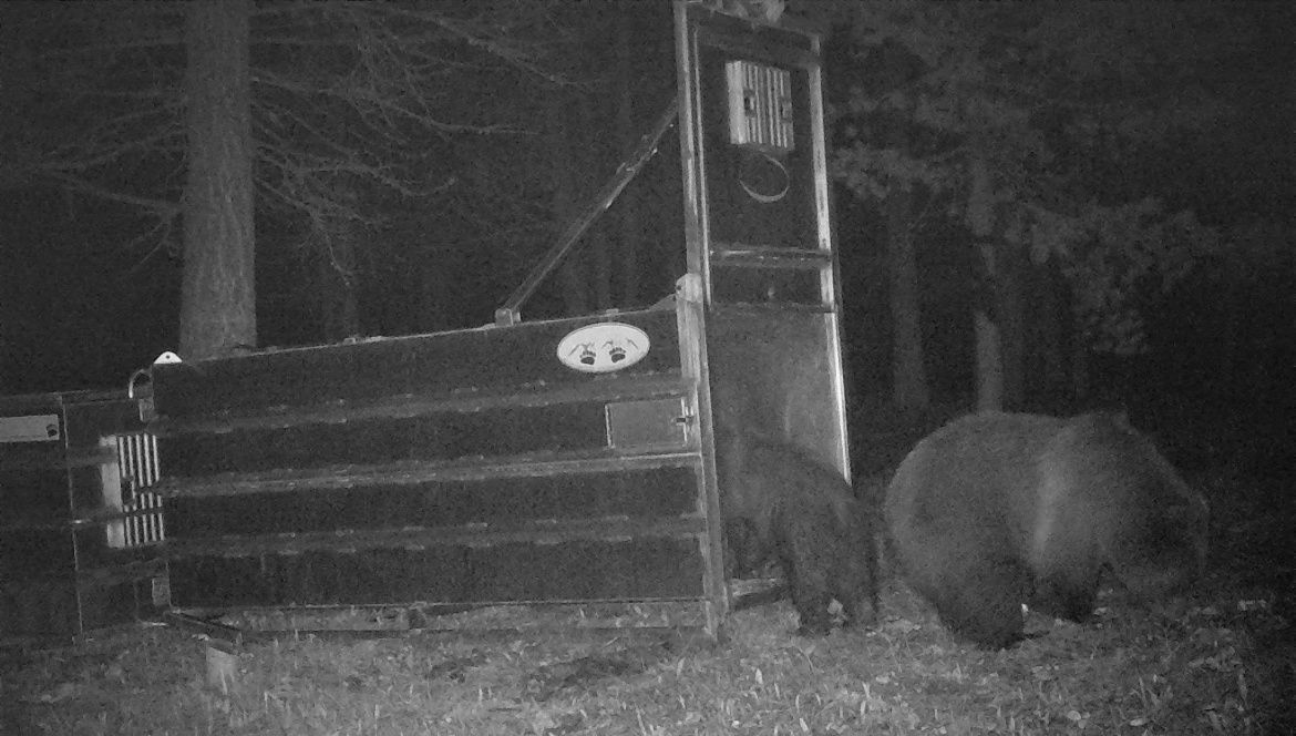 Idaho Fish and Game captures and relocates grizzly sow and cub Local