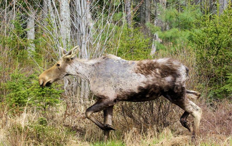Moose