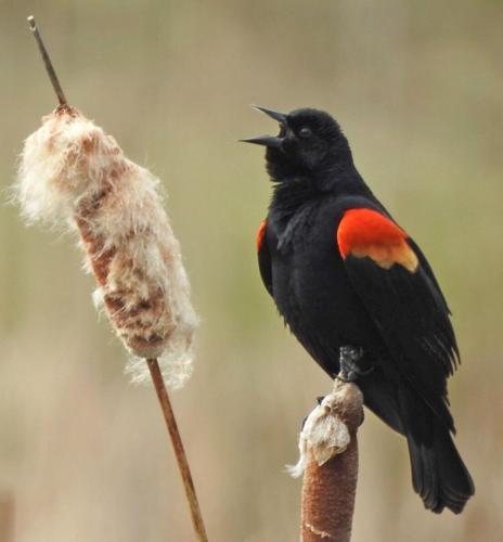 red-winged blackbird male by Mary Rumple.jpg