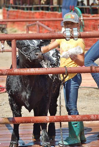 State fair cow bath