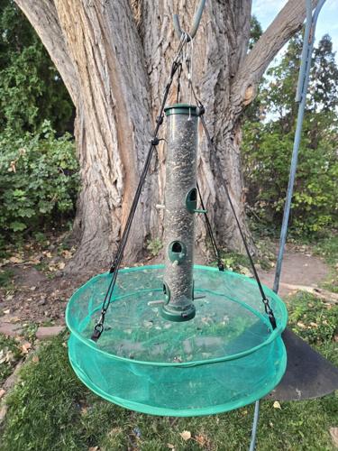 seed catcher and feeder by Terry Rich.jpg