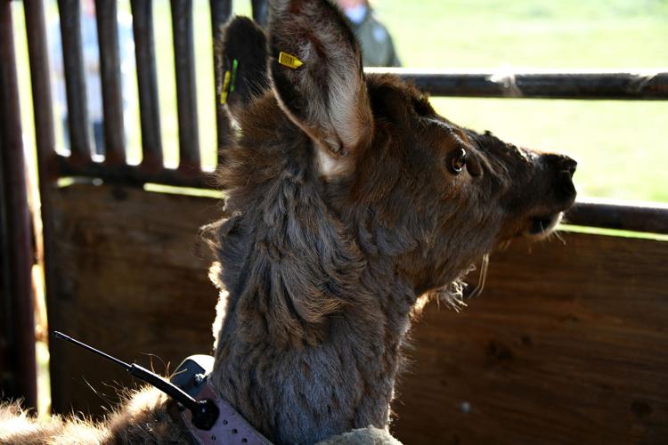 Yearling