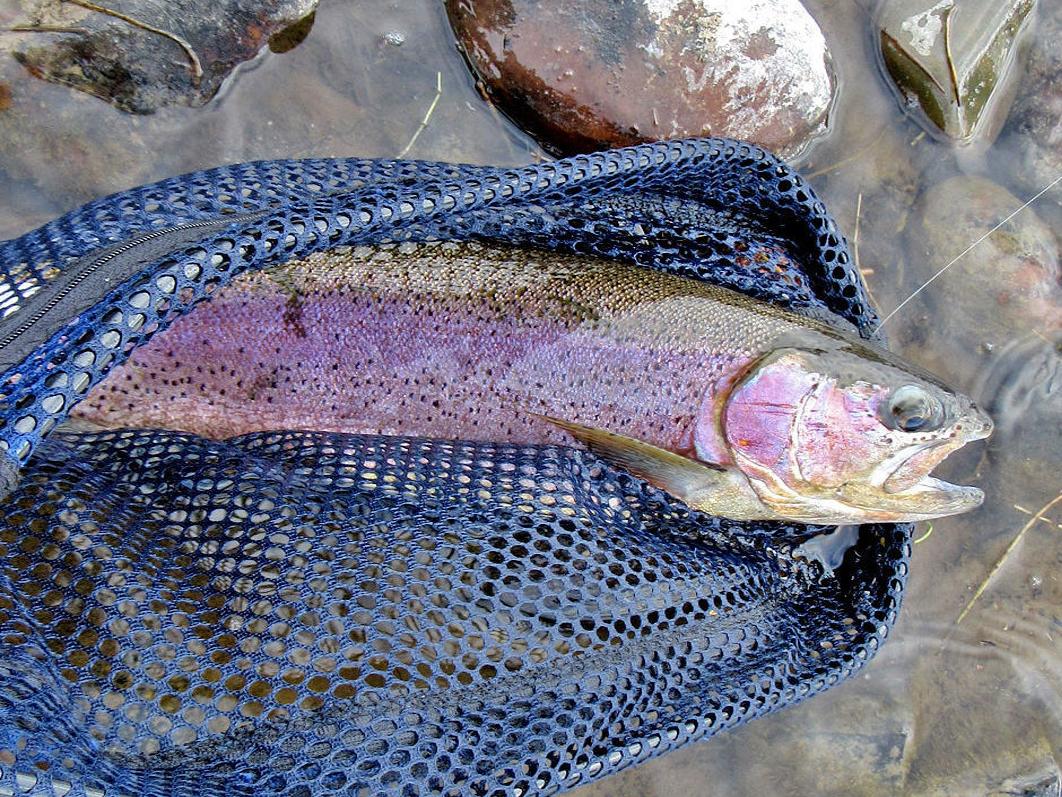 What Makes For A Trophy Fish Xtreme Idaho Idahostatejournal Com