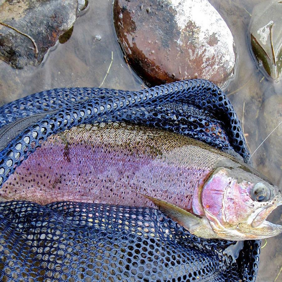 What Makes For A Trophy Fish Xtreme Idaho Idahostatejournal Com