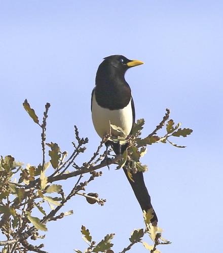 yellow-billed magpie by Trish Gussler.jpg