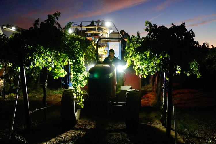 APTOPIX Wine Grape Glut